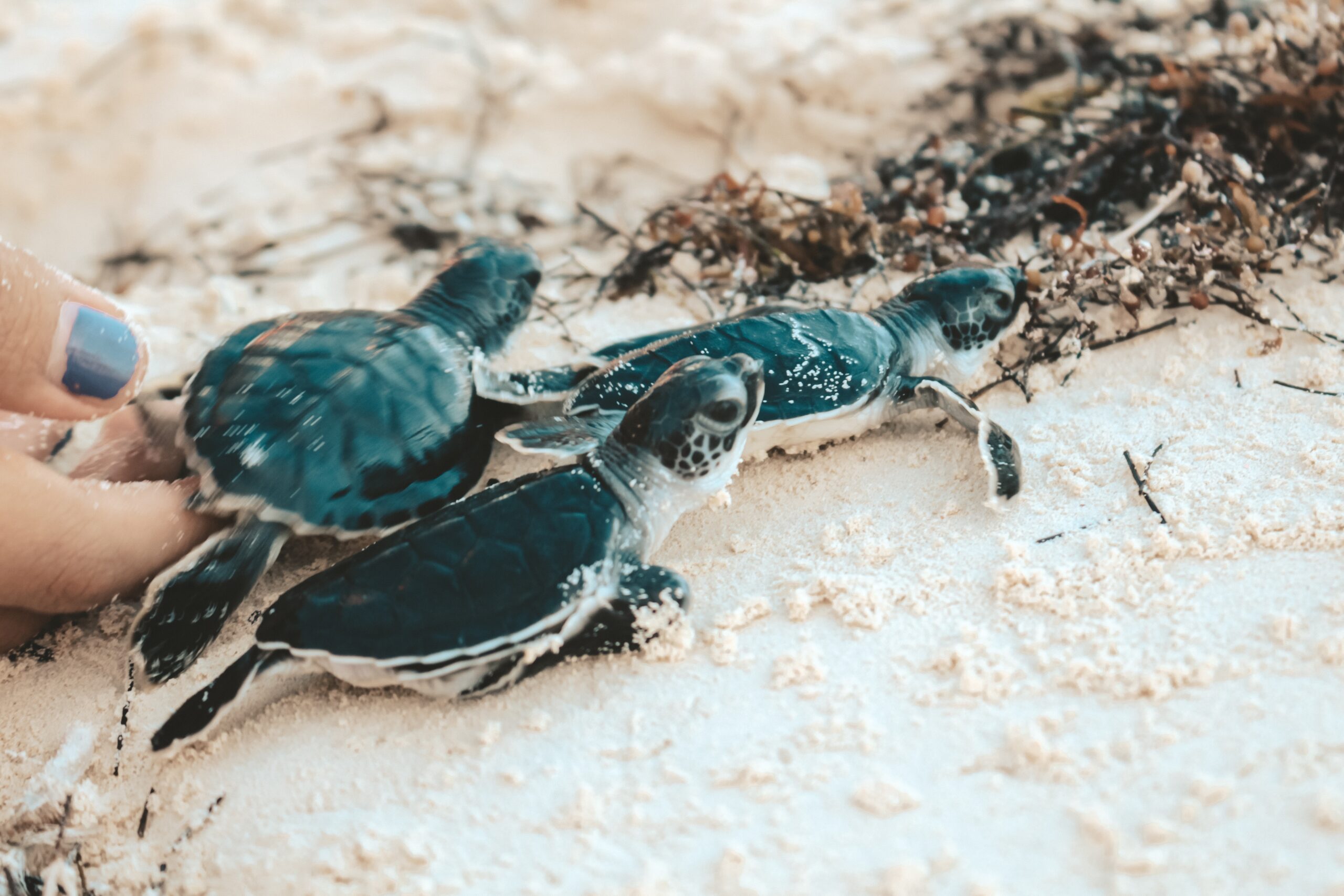 Things to Do in Oman: 50 Must-See Places & Experiences