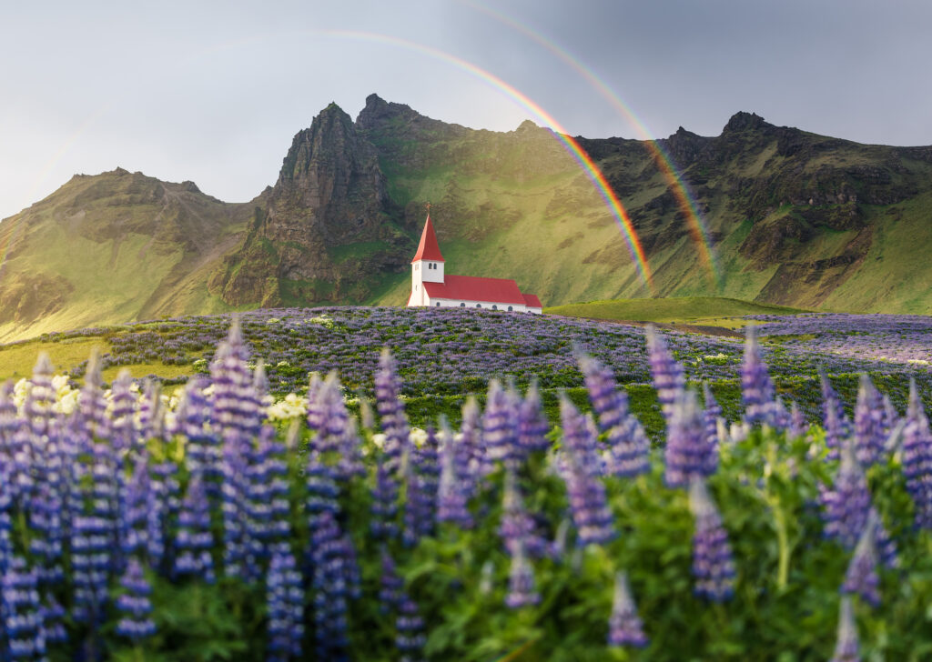 church in iceland in vik with a backdrop of green mountains and green lush fields with lavender fields