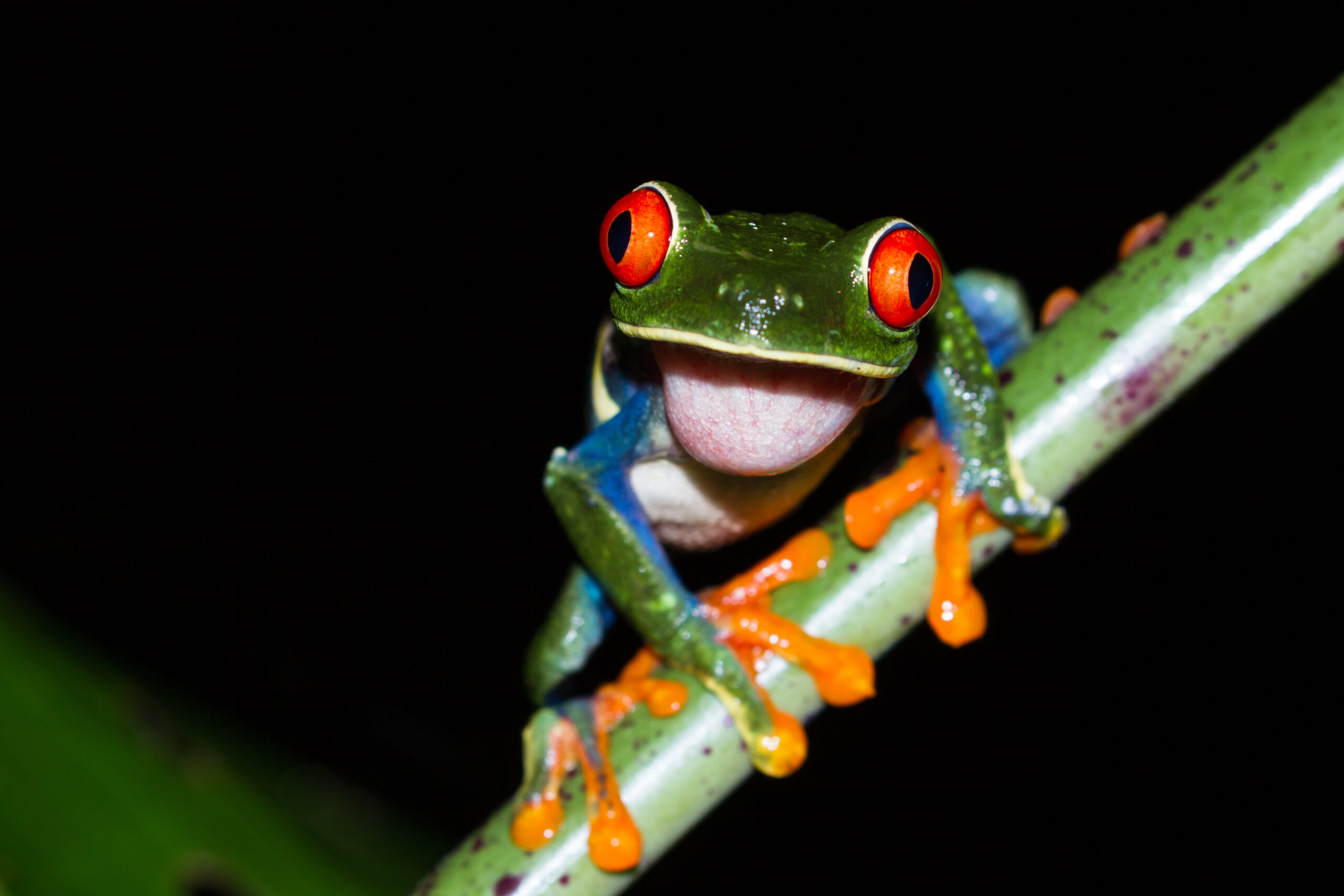 Best Places to See Wildlife in Costa Rica: Top National Parks and Tours
